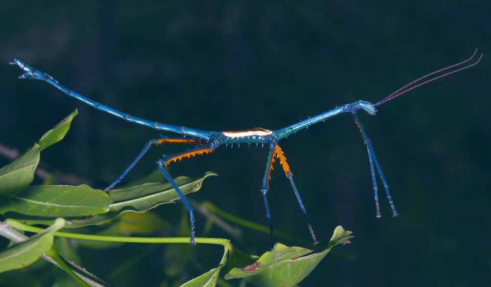 Madagascar insects Madagascar bug bugs in Madagascar