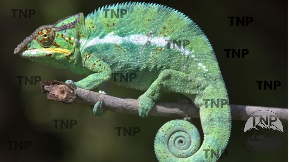 panther chameleon habitat panther chameleon diet panther chameleon colors panther chameleon humidity