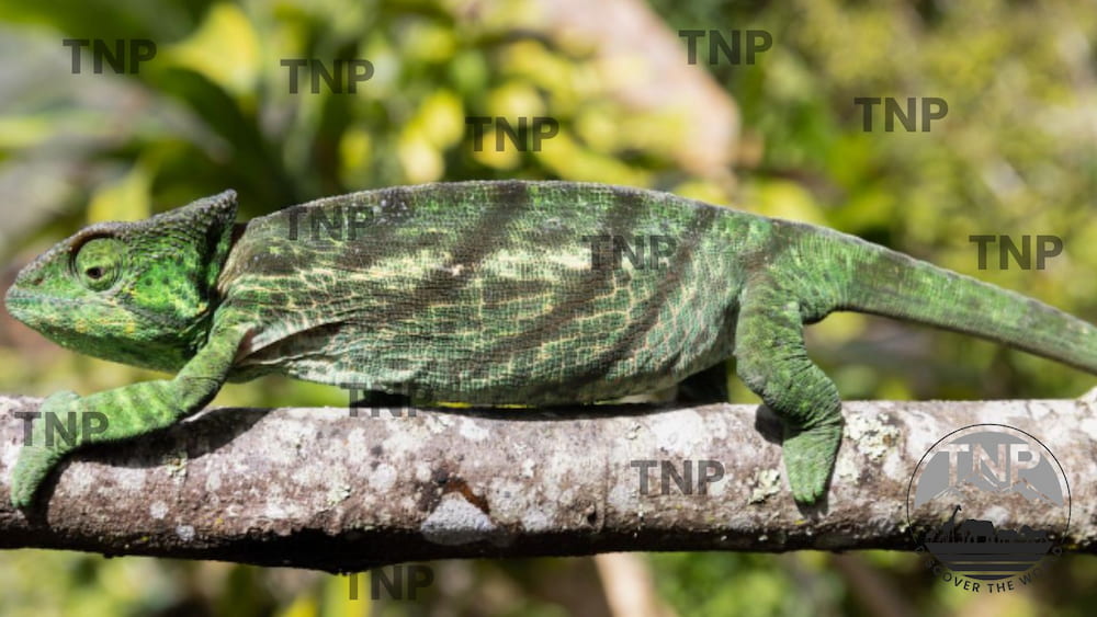 how long do panther chameleons live panther chameleon pet panther chameleon size