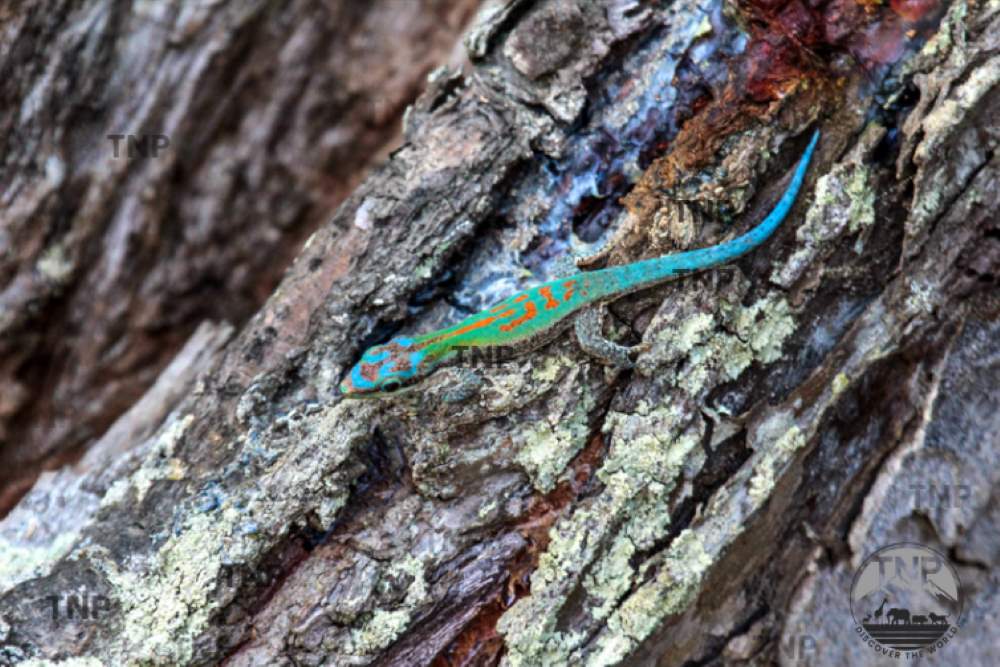 Blue Tailed Day gecko madagascar gecko