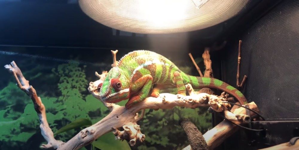 Chameleon Enclosure