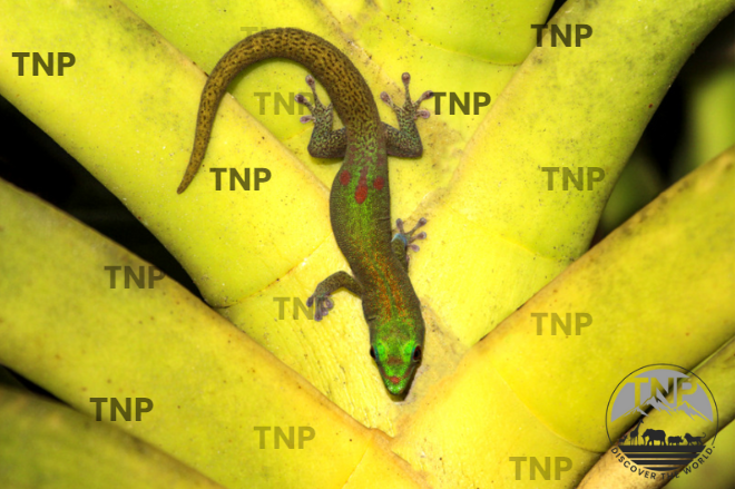 Day geckos in Madagascar