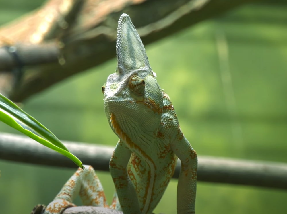 veiled chameleon color guide veiled chameleon change color