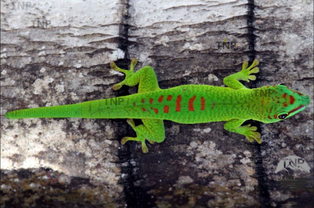 Gold Dust Day Gecko are gold dust day geckos poisonous