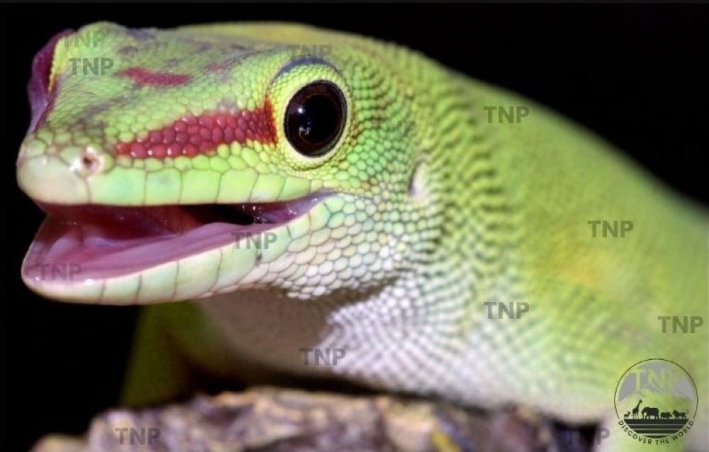 Lizard Day Gecko