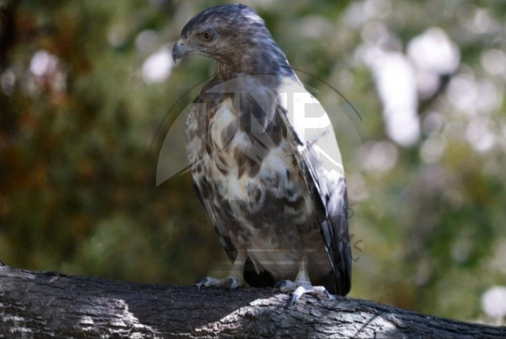 The Buzzard is one of my favourite birds in Madagascar