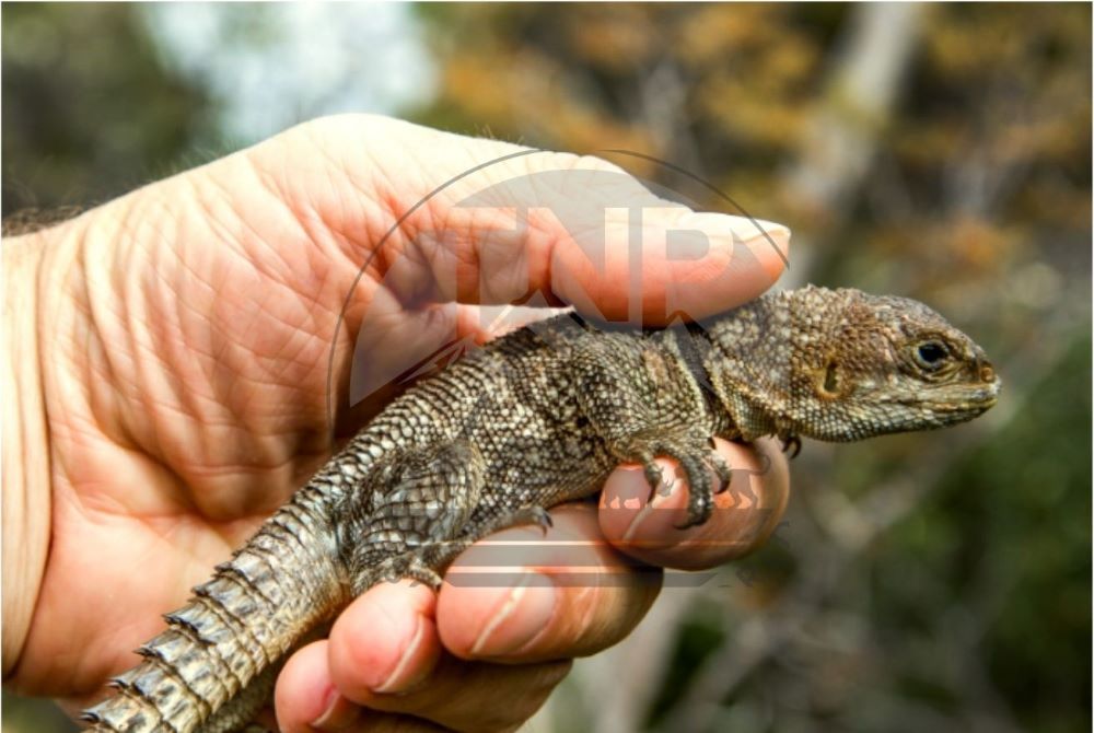 madagascar top predator