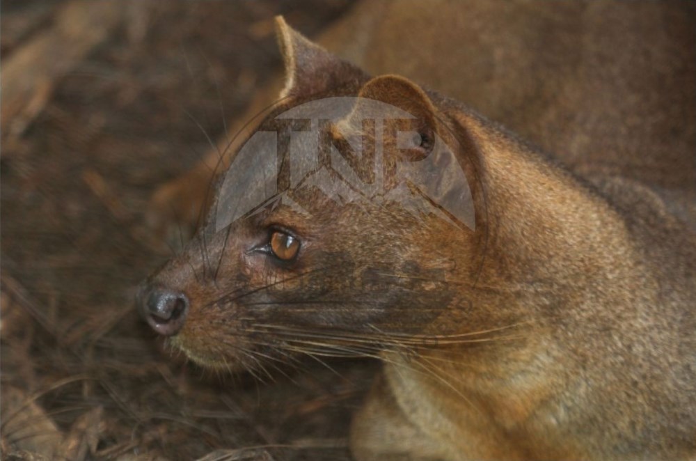 predators in madagascar madagascar animals with big eyes