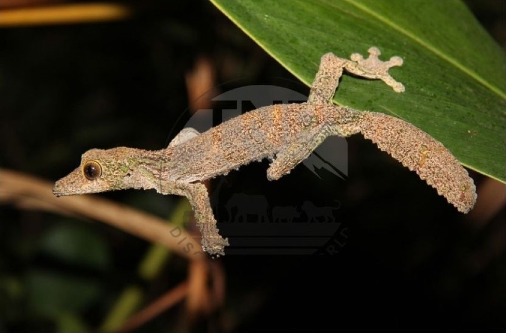 gecko madagascar what do day geckos eat