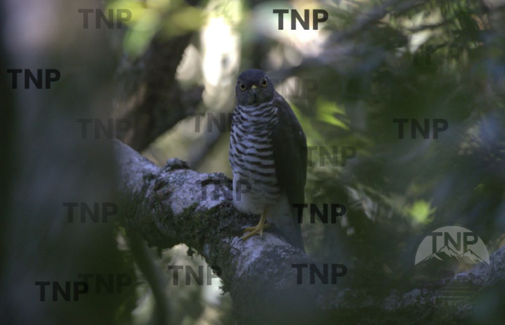 Madagascar Sparrow Hawk