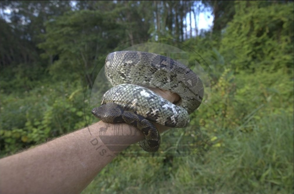 Holding a Tree Boa is something I will always cherish