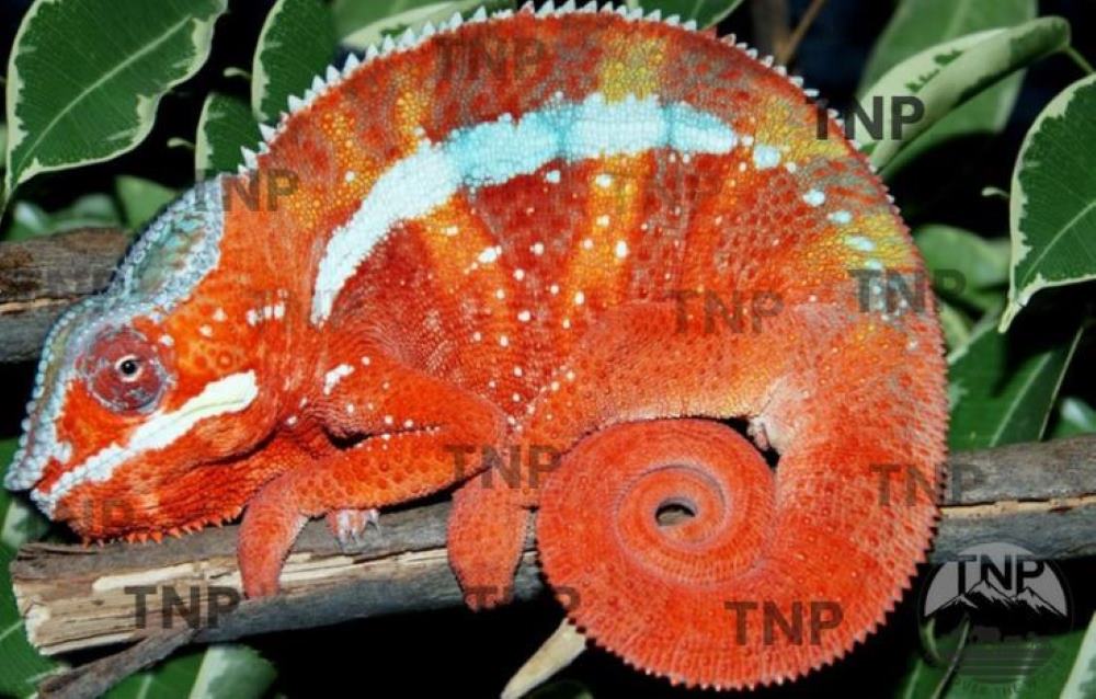 how big does a panther chameleon get Madagascar panther chameleon panther chameleon as a pet