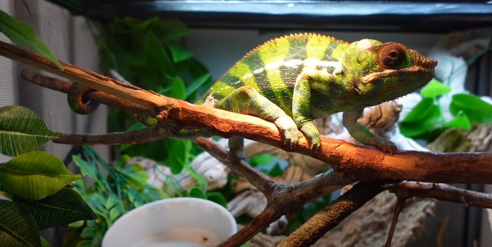 panther chameleon temperature types of panther chameleons panther chameleon food