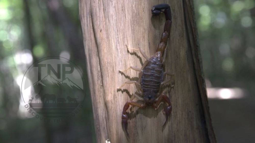 Madagascar insects Madagascar bug bugs in Madagascar