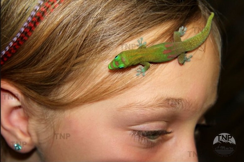 madagascar day gecko care giant madagascar day gecko day gecko lifespan