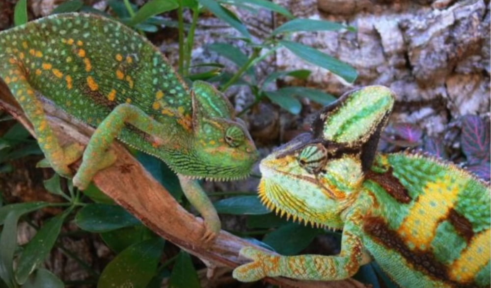 mood veiled chameleon colors female veiled chameleon colors