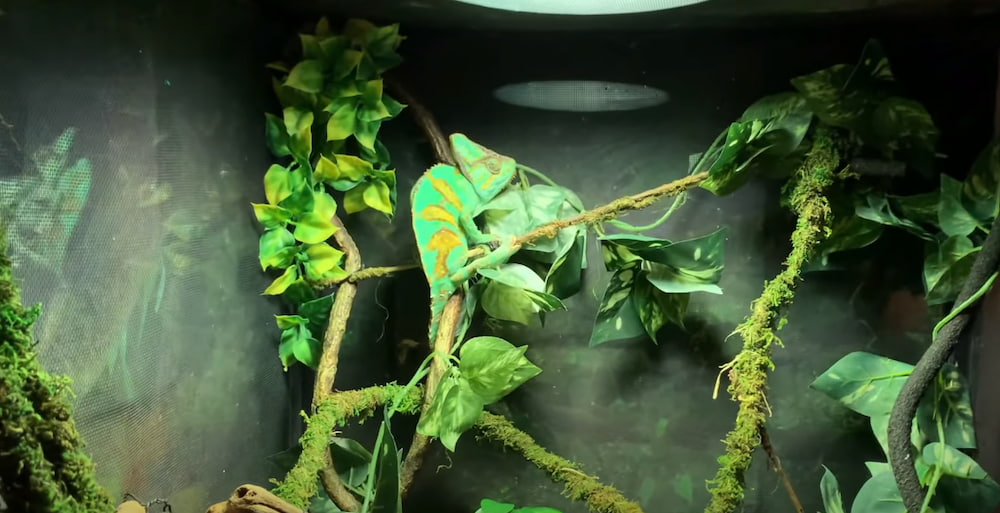 veiled chameleon color meanings do veiled chameleons change color