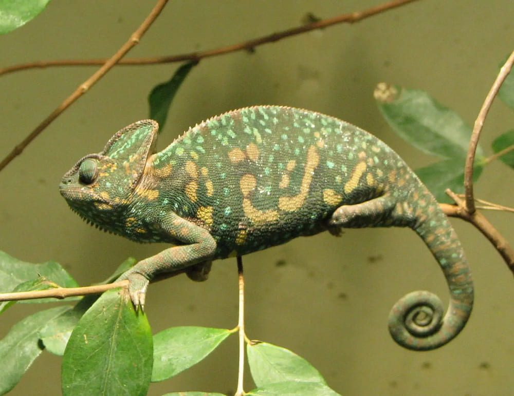 veiled chameleon colors what do chameleons colors mean