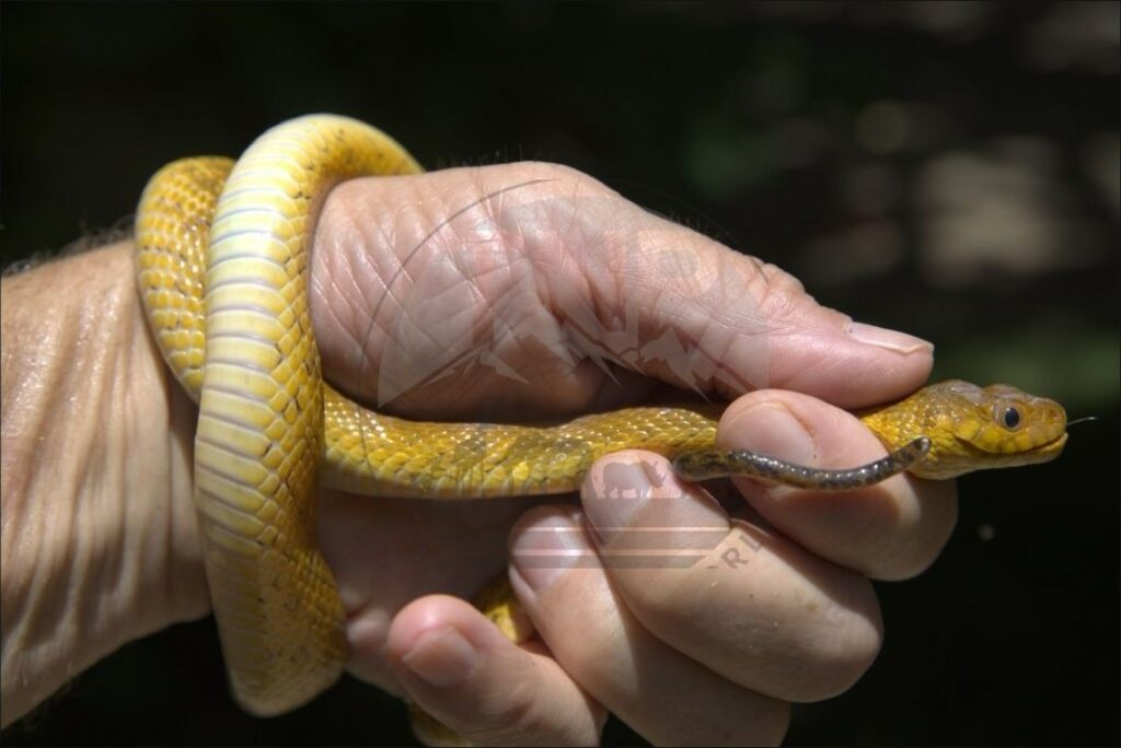 Madagascar Cat Eyed Snake