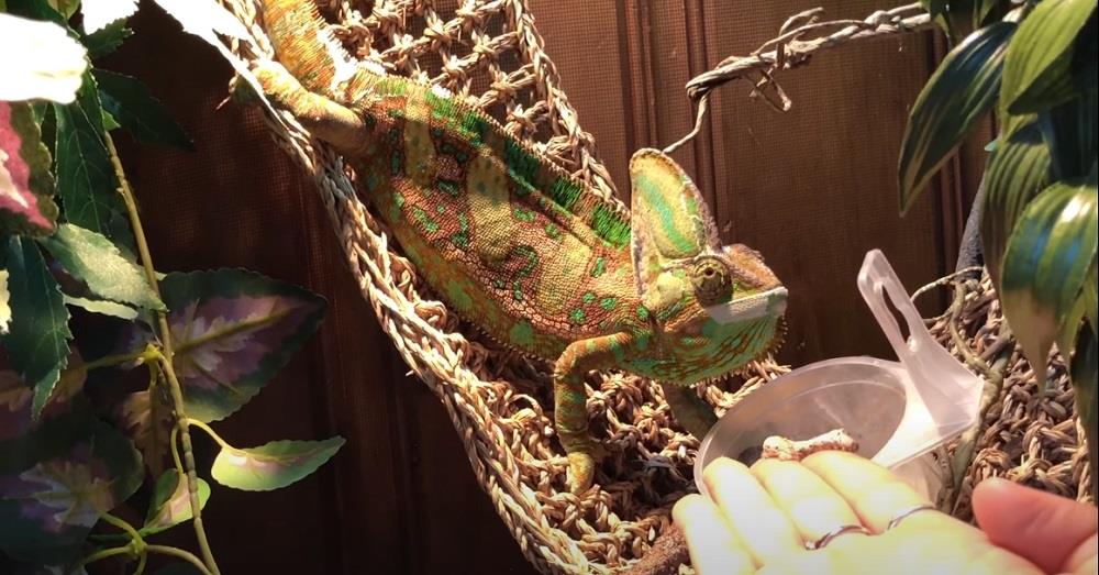 chameleon diet veiled chameleon food what can chameleons eat