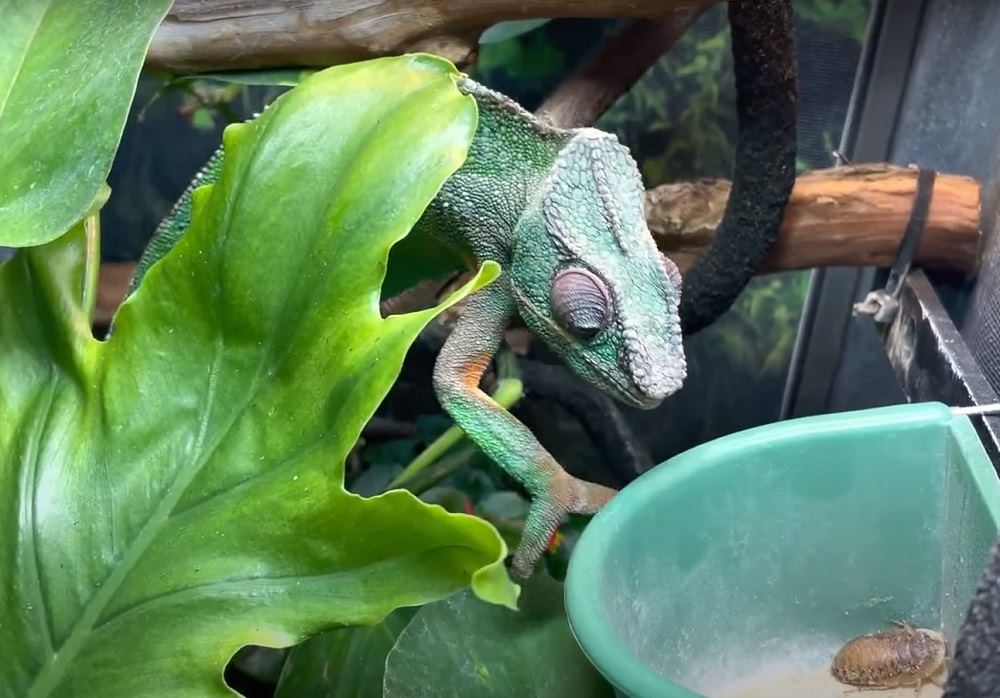 panther chameleon diet veiled chameleon diet chameleon food list