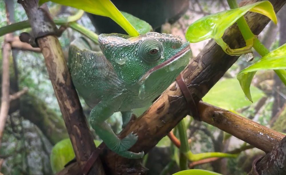 food for veiled chameleons veiled chameleon food what is a chameleons diet