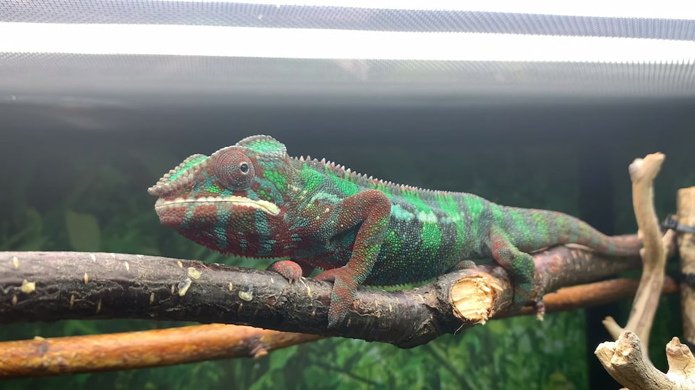 how big do panther chameleons get chameleon diet chart panther chameleon characteristics panther chameleon breeding