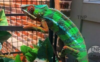 Best Chameleon Terrarium: DIY or Store-bought Chameleon Cage