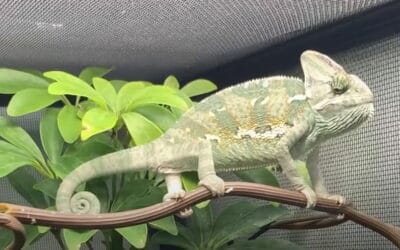 Best Ways To Keep a Female Veiled Chameleon