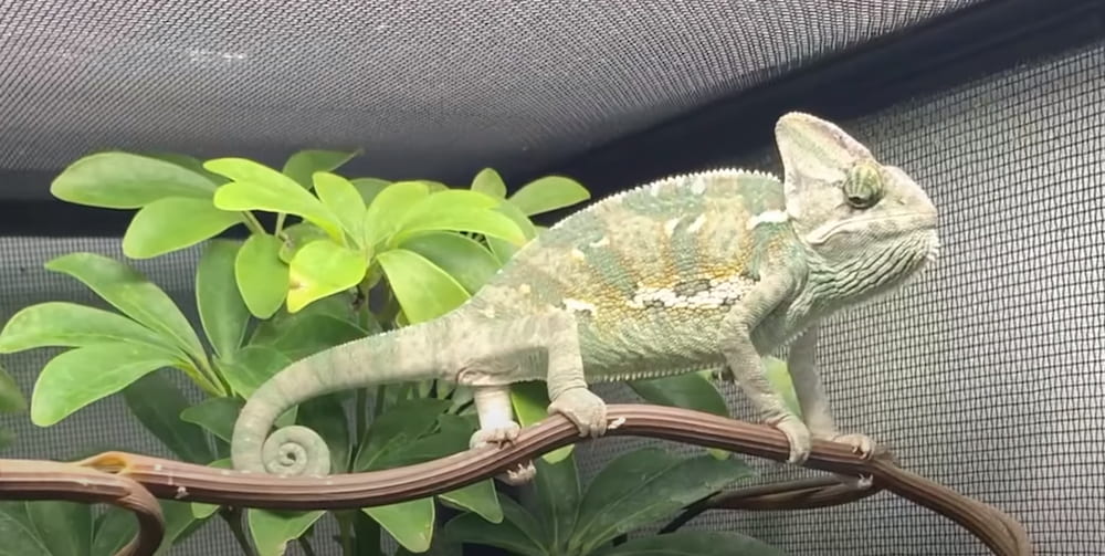 Best Ways To Keep a Female Veiled Chameleon