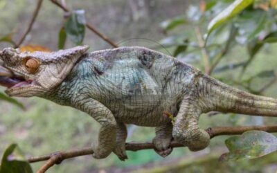 How Often Does A Chameleon Eat: A Comprehensive Guide 2024