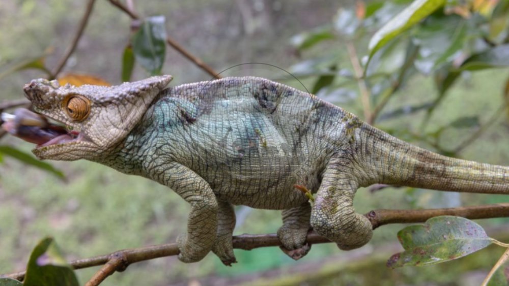 How Often Does A Chameleon Eat: A Comprehensive Guide 2024