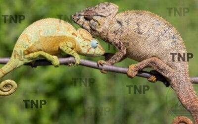 14 Amazing Madagascar Chameleon: The Unique Adaptations of Malagasy Reptile