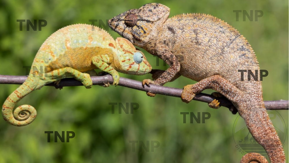 madagascar chameleon