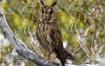 The World of Madagascar Birds| Rare Birds
