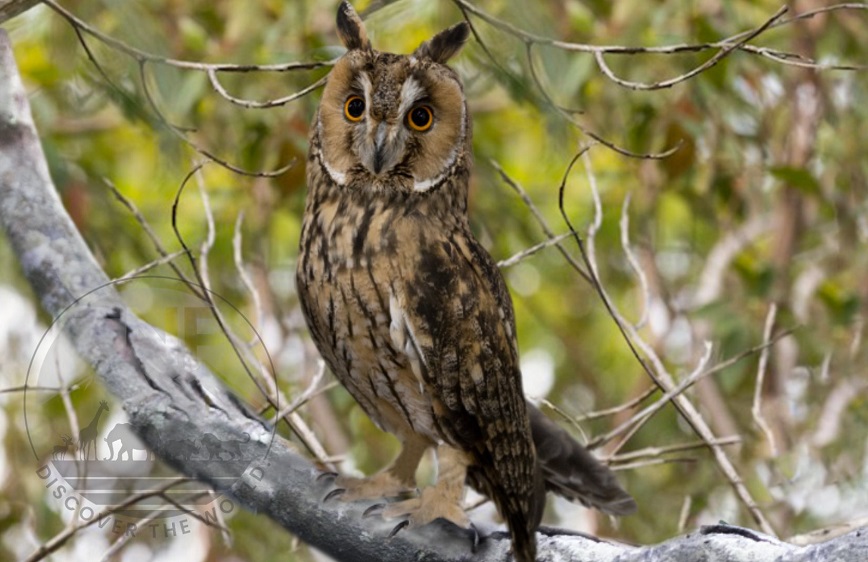 madagascar birds