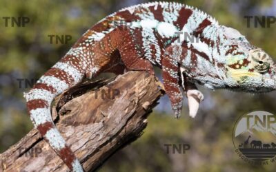 The Panther Chameleon: A Colorful and Fascinating Reptile