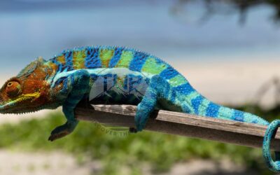 Ultimate 2024 Care Strategies for Ambanja Panther Chameleons