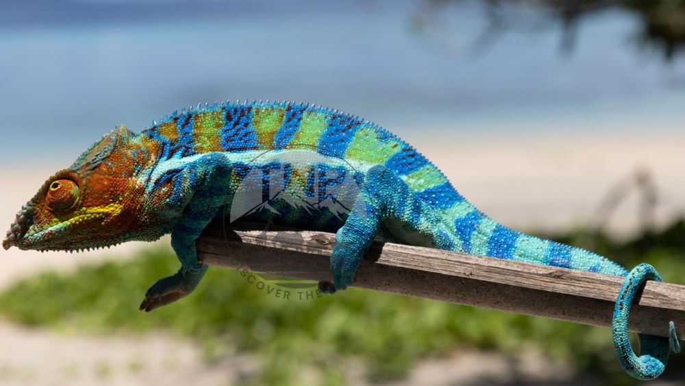 ambanja panther chameleon