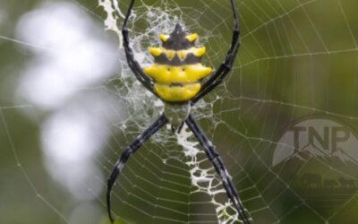 Madagascar Bugs: Exploring the Island’s Insect Kingdom