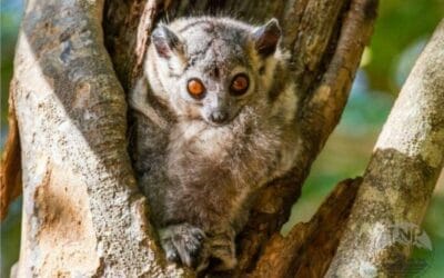 Exploring the Rich Diversity of Madagascar Animals