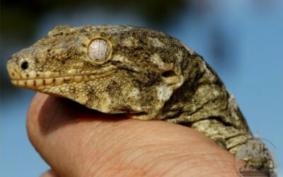 The Fascinating World of Madagascar Day Geckos