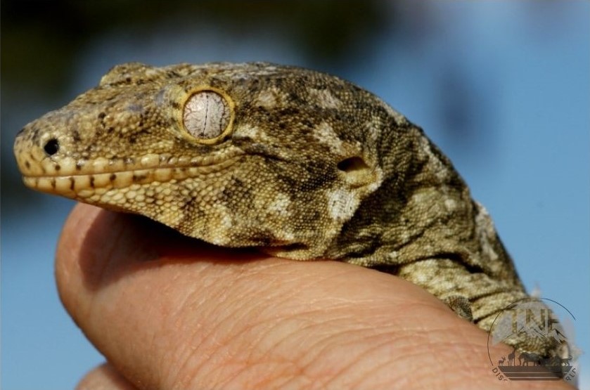 Madagascar day gecko