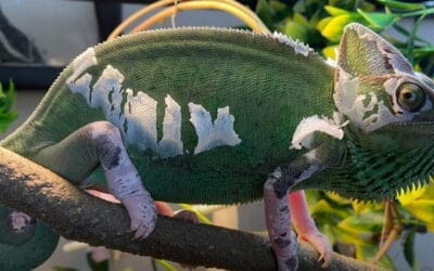 Amazing Veiled Chameleon Colors: A Guide for Breeders and Pet Owners