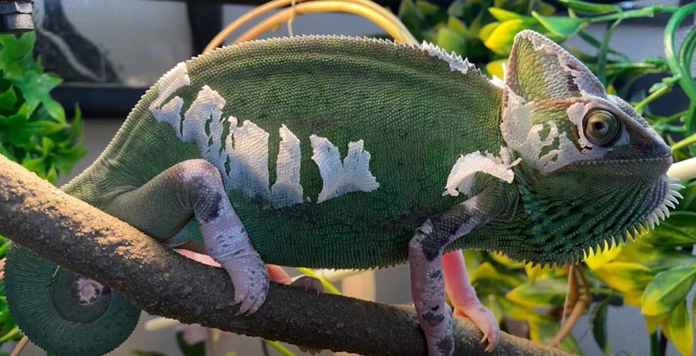 veiled chameleon colors