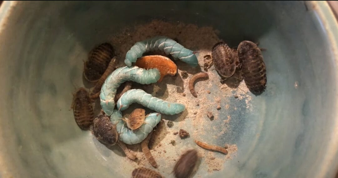 Chameleon Food 101: Providing The Best Chameleon Diet