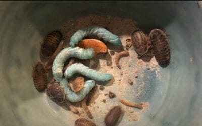 Chameleon Food 101: Providing The Best Chameleon Diet