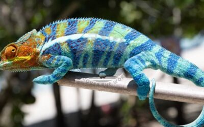 Chameleon Food 101: Providing The Best Chameleon Diet