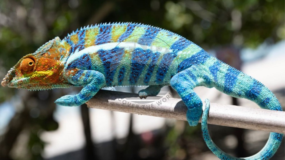 chameleon food