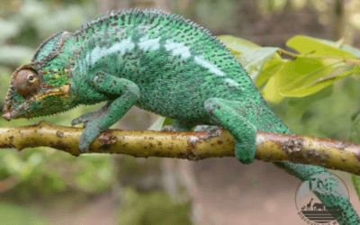 How Big Do Chameleons Get? Interesting Facts About Chameleons